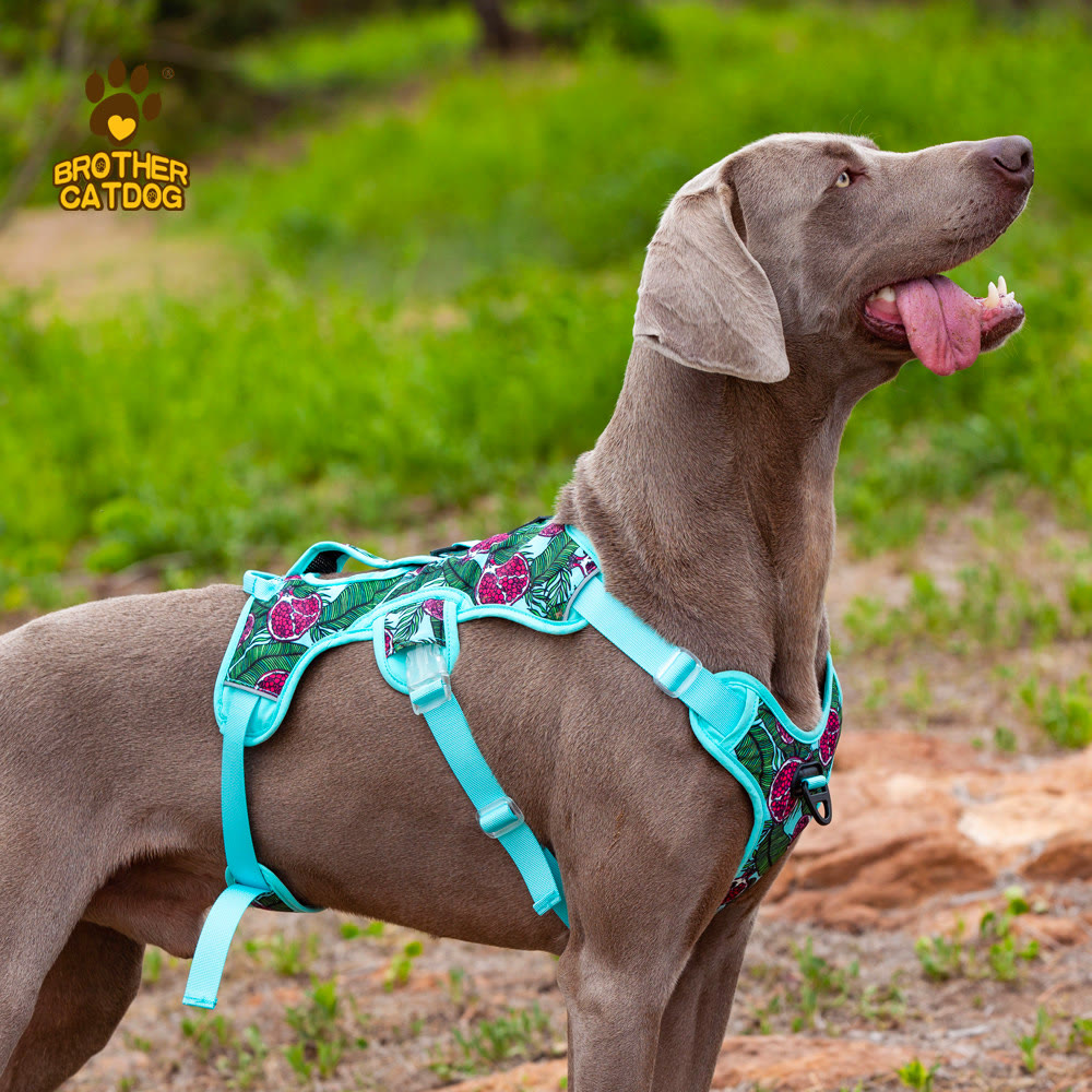 STAYPAW No-Pull Dog Harness Vest with Control Handle for Medium Large Dogs