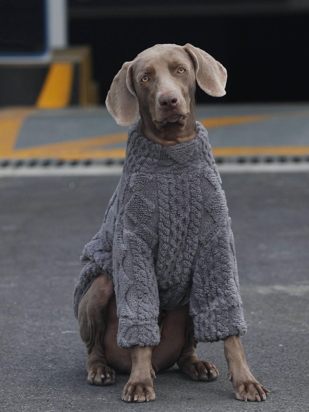 STAYPAW Double-Sided Thickened Winter Dog Pajamas with Belly Protection