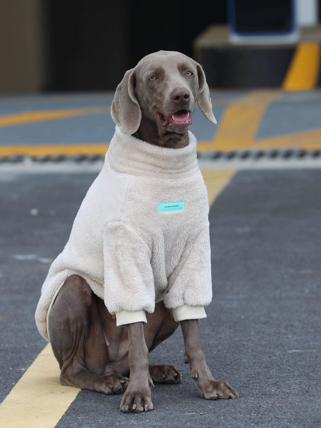 STAYPAW Cozy Coral Velvet Dog Sweatshirt, Warm Winter Fleece Pullover Apparel