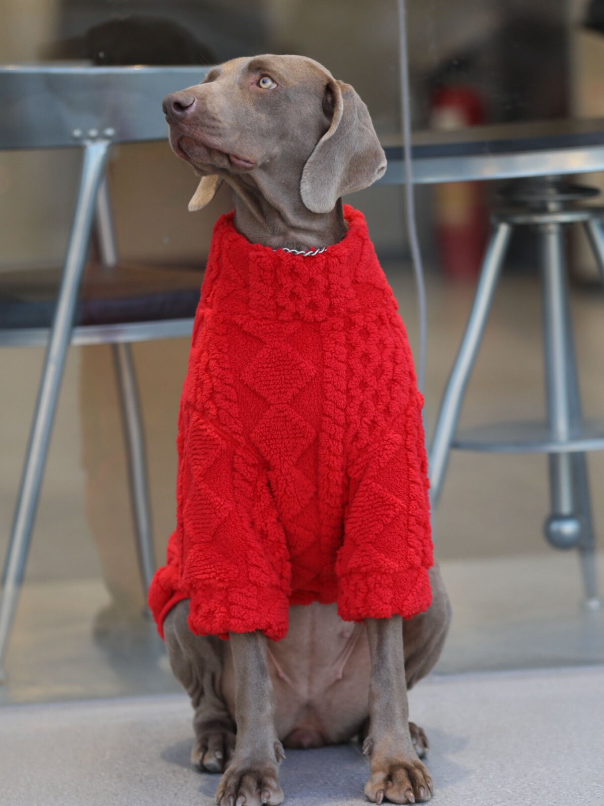 STAYPAW Cozy Fleece Dog Sweatshirt Thermal Base Layer for Small to Large Dogs